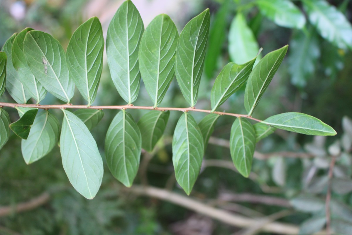 Lagerstroemia indica L.